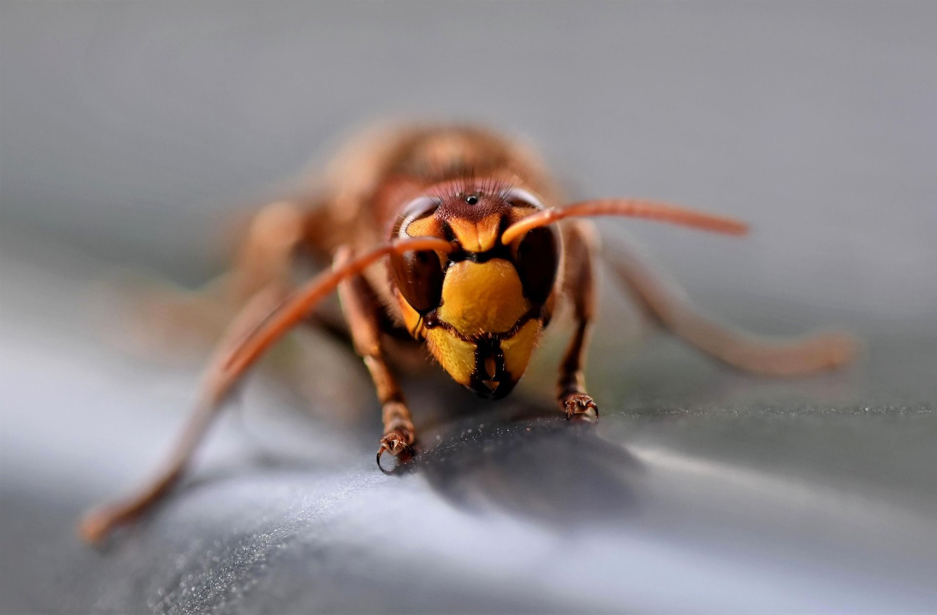 Frelon européen (Vespa crabro) en gros plan, tête jaune et antennes rousses