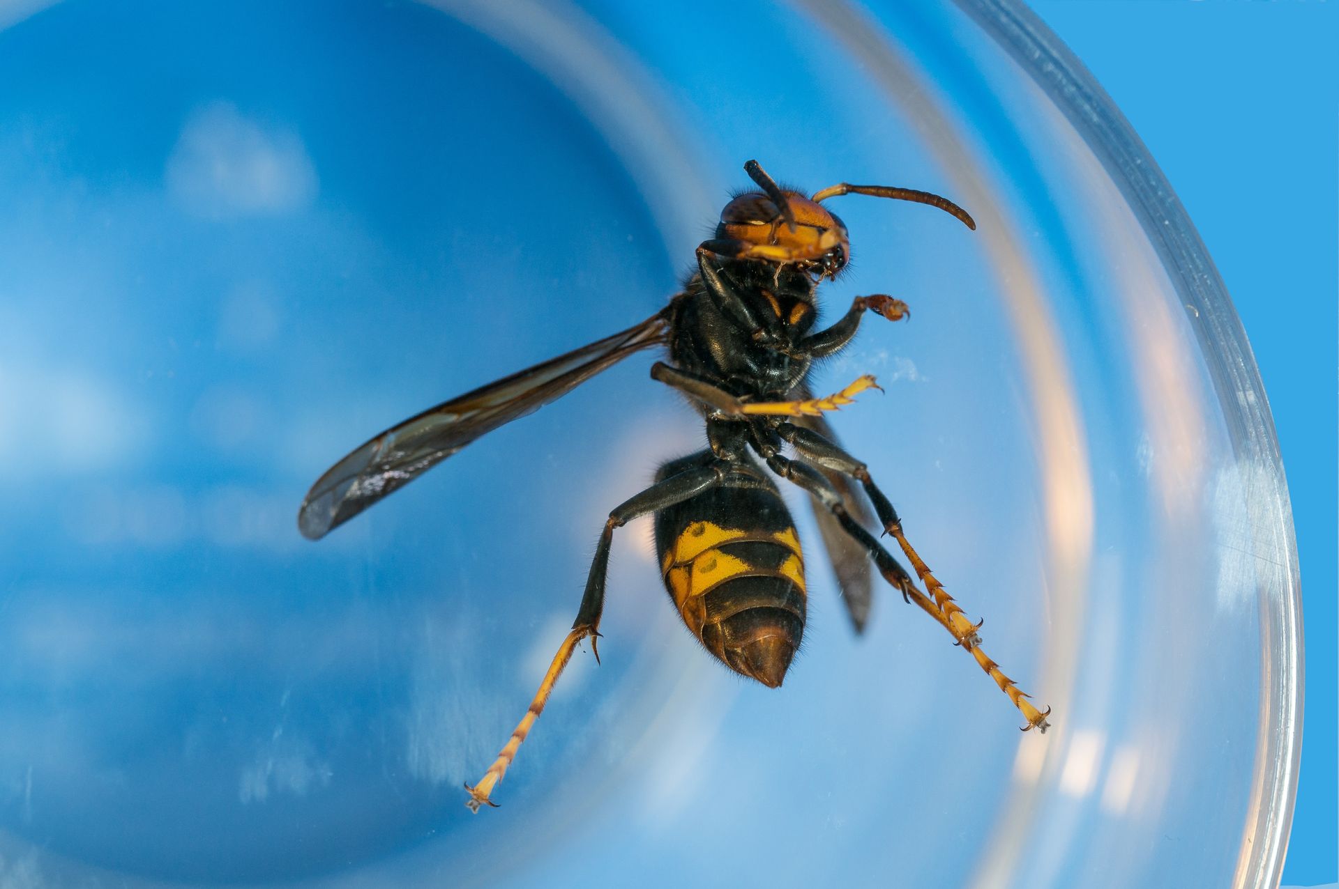 Frelon asiatique (Vespa velutina) en gros plan, tête orangée et thorax noir