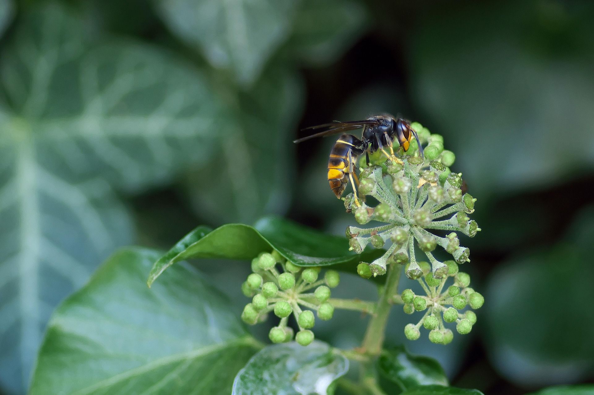 Frelon asiatique posé, vu de profil, avec le bout des pattes jaune, en Bourgogne-Franche-Comté