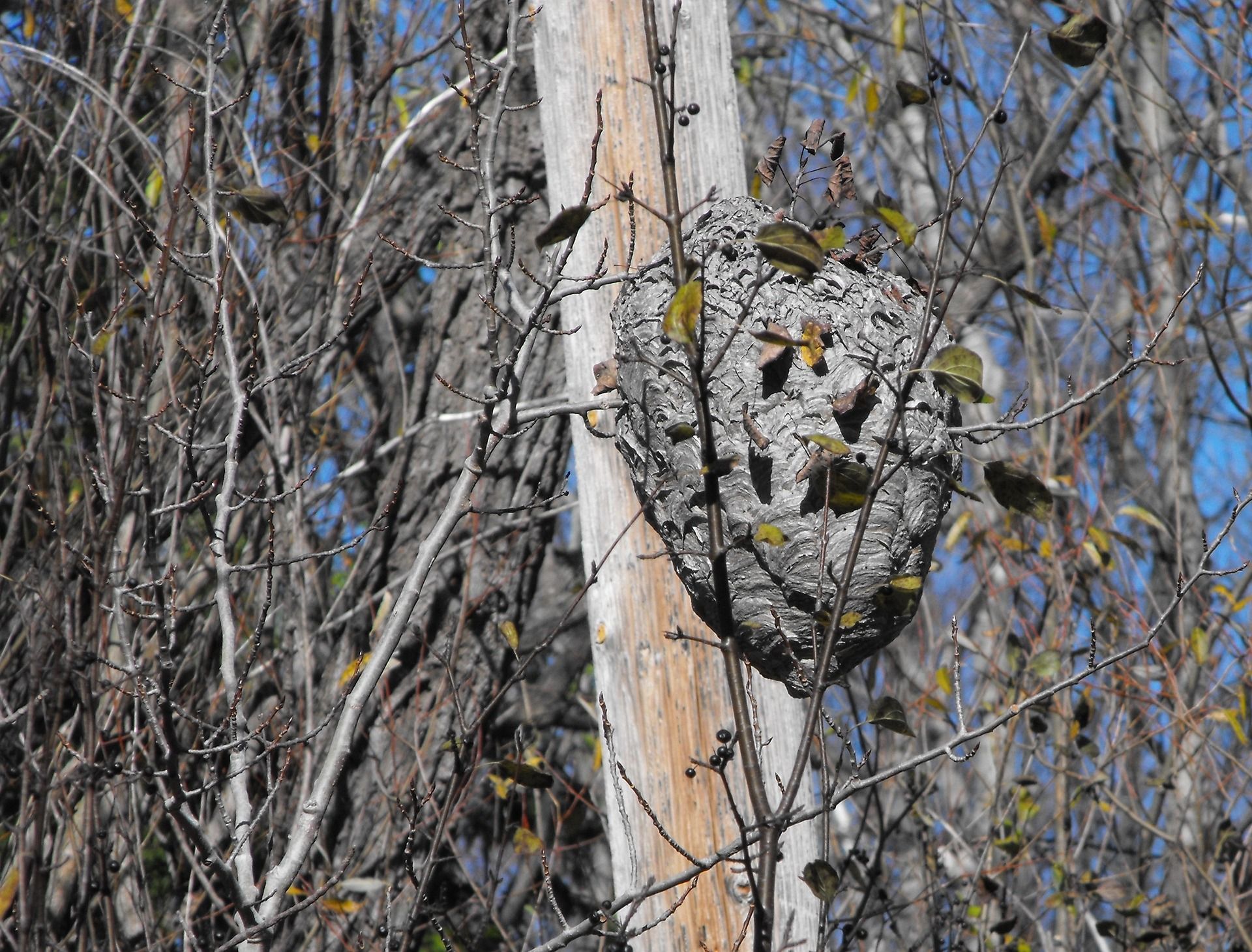 Nid secondaire de frelon asiatique accroché dans un arbre défeuillé